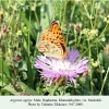 argynnis aglaja daghestan machokh male 1